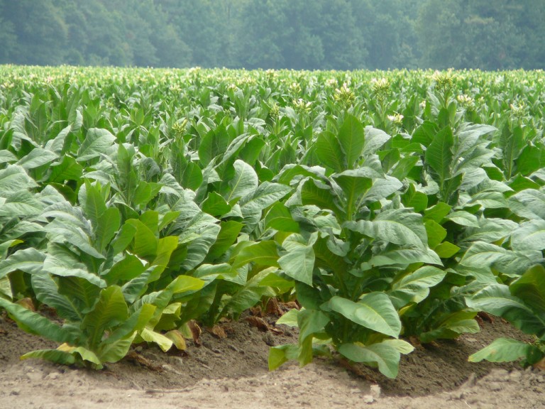 Growing Tobacco InterTabac